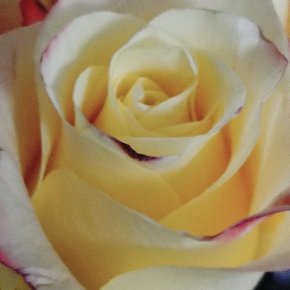 Meet your Posher, Loren